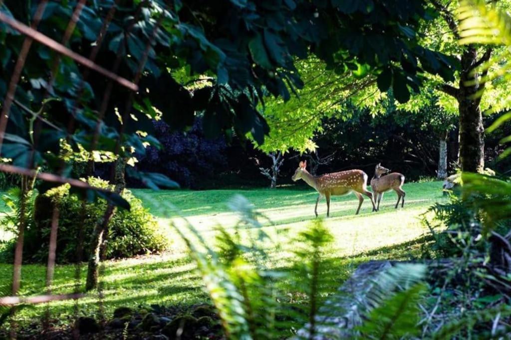 The Rose Suite Kenmare Ngoại thất bức ảnh